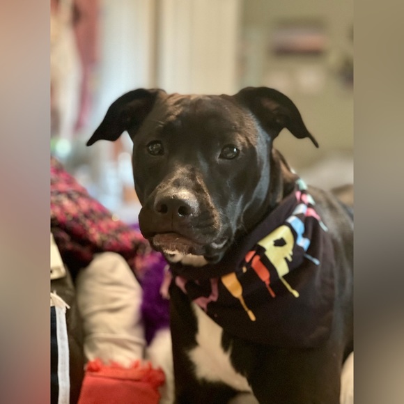 Meet your Posher, Felisha - Picture 11 of 13